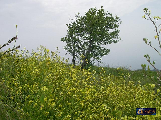 il giallo dell'erysimum - violacciocca meridionale.JPG